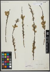 Foto von Salix viminalis L.
